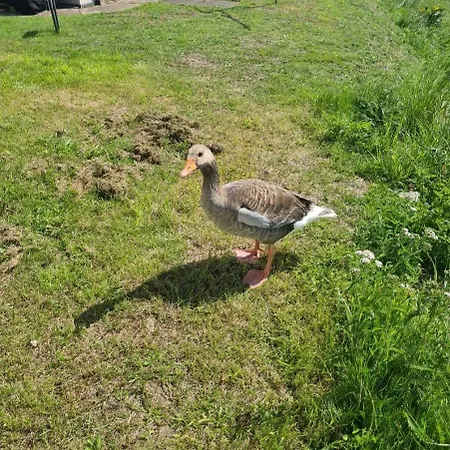 The Seaflower - With Views Lejlighed Millom
