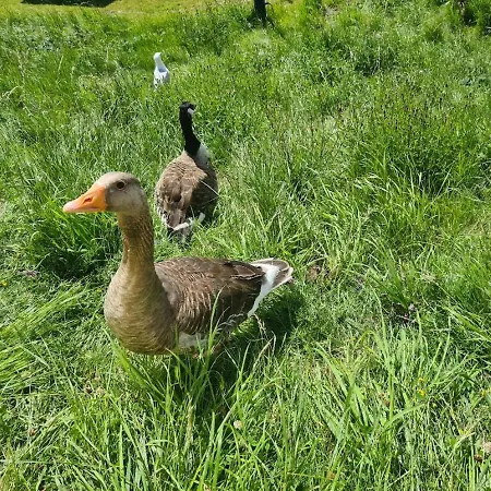 The Seaflower - With Views Lejlighed Millom
