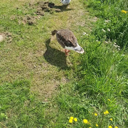 Daire The Seaflower - With Views *